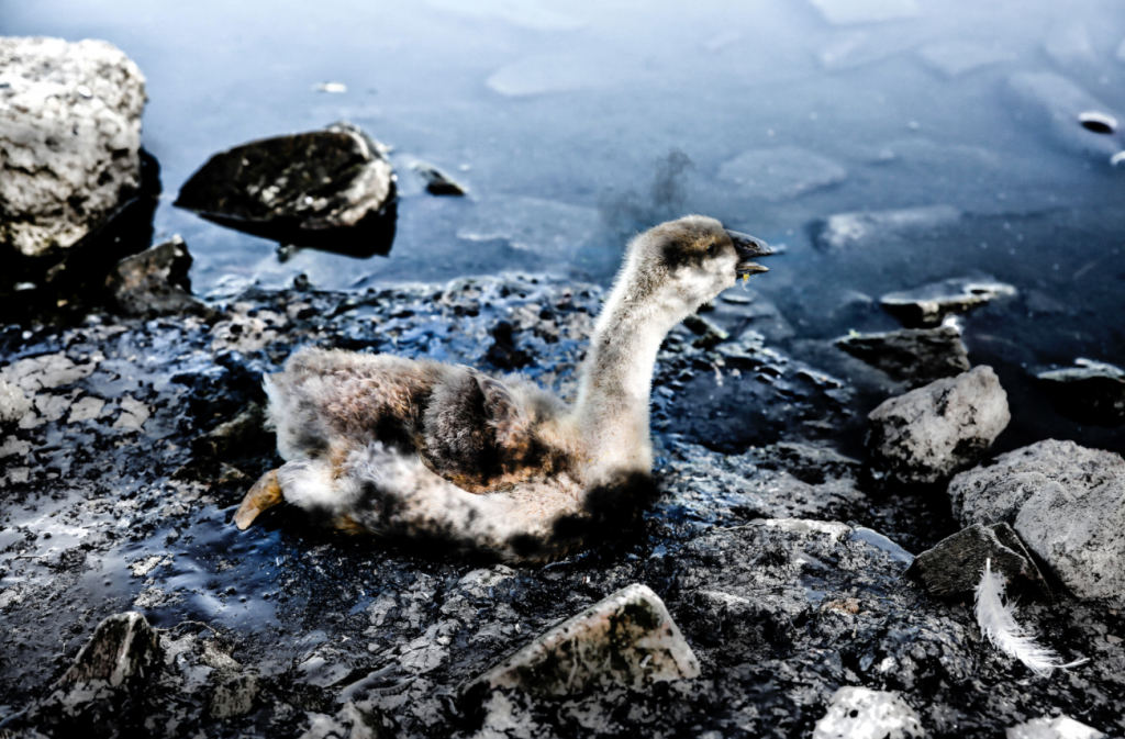 oil spill duck